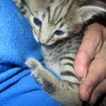 Savannah, Brown (black) spotted, male, DOB 3-24-17