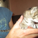 Savannah, Brown (black) spotted, male, DOB 3-24-17