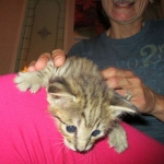 Savannah, Brown (black) spotted, male, DOB 3-24-17