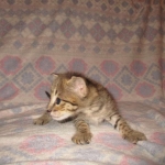 Savannah, Brown (black) spotted, male, DOB 3-24-17