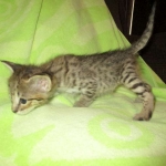 Savannah, Brown (black) spotted, male, DOB 3-24-17