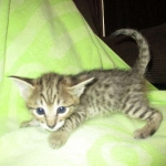 Savannah, Brown (black) spotted, male, DOB 3-24-17