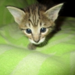 Savannah, Brown (black) spotted, male, DOB 3-24-17