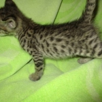 Savannah, Brown (black) spotted, male, DOB 3-24-17