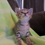 Savannah, Brown (black) spotted, male, DOB 3-24-17