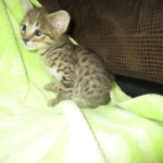 Savannah, Brown (black) spotted, male, DOB 3-24-17