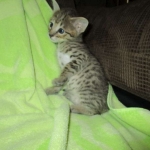 Savannah, Brown (black) spotted, male, DOB 3-24-17