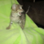 Savannah, Brown (black) spotted, male, DOB 3-24-17