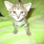 Savannah, Brown (black) spotted, male, DOB 3-24-17