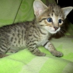 Savannah, Brown (black) spotted, male, DOB 3-24-17