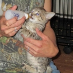 Savannah, Brown (black) spotted, male, DOB 3-24-17