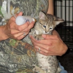 Savannah, Brown (black) spotted, male, DOB 3-24-17