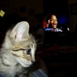 Savannah, Brown (black) spotted, male, DOB 3-24-17