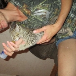 Savannah, Brown (black) spotted, male, DOB 3-24-17