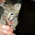 Savannah, Brown (black) spotted, male, DOB 3-24-17