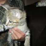 Savannah, Brown (black) spotted, male, DOB 3-24-17