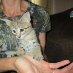 Savannah, Brown (black) spotted, male, DOB 3-24-17