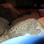 Savannah, Brown (black) spotted, male, DOB 3-24-17