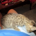 Savannah, Brown (black) spotted, male, DOB 3-24-17