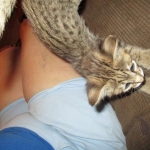 Savannah, Brown (black) spotted, male, DOB 3-24-17