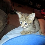 Savannah, Brown (black) spotted, male, DOB 3-24-17