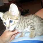 Savannah, Brown (black) spotted, male, DOB 3-24-17