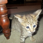 Savannah, Brown (black) spotted, male, DOB 3-24-17