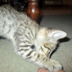 Savannah, Brown (black) spotted, male, DOB 3-24-17