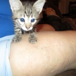 Savannah, Brown (black) spotted, male, DOB 3-24-17