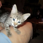 Savannah, Brown (black) spotted, male, DOB 3-24-17