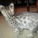 Savannah, Brown (black) spotted, male, DOB 3-24-17