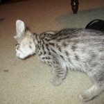 Savannah, Brown (black) spotted, male, DOB 3-24-17