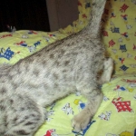 Savannah, Brown (black) spotted, male, DOB 3-24-17