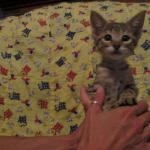 Savannah, Brown (black) spotted, male, DOB 3-24-17