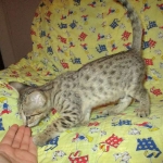 Savannah, Brown (black) spotted, male, DOB 3-24-17