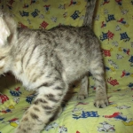 Savannah, Brown (black) spotted, male, DOB 3-24-17