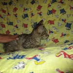 Savannah, Brown (black) spotted, male, DOB 3-24-17