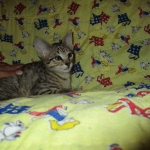 Savannah, Brown (black) spotted, male, DOB 3-24-17