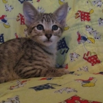 Savannah, Brown (black) spotted, male, DOB 3-24-17