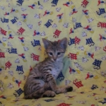 Savannah, Brown (black) spotted, male, DOB 3-24-17