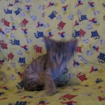 Savannah, Brown (black) spotted, male, DOB 3-24-17