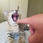 Merlin, Savannah, Brown (black) spotted, male, DOB 3-24-17