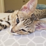 Merlin, Savannah, Brown (black) spotted, male, DOB 3-24-17