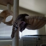 Merlin, Savannah, Brown (black) spotted, male, DOB 3-24-17