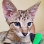 Merlin, Savannah, Brown (black) spotted, male, DOB 3-24-17