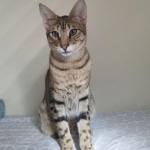 Merlin, Savannah, Brown (black) spotted, male, DOB 3-24-17