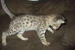 Max, Savannah F-2B Brown Black Spotted Male DOB 7-1-17