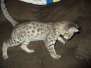 Max, Savannah F-2B Brown Black Spotted Male DOB 7-1-17