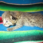 Savannah F-2B BST Male DOB 7-1-17