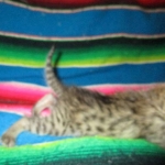 Savannah, F-2B, BST, Male, DOB 7-1-17